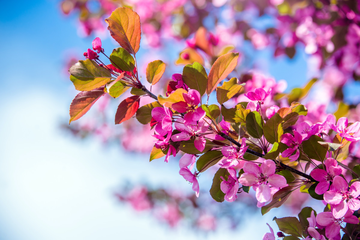 Полезное с приятным: плодовые деревья известные своей декоративностью