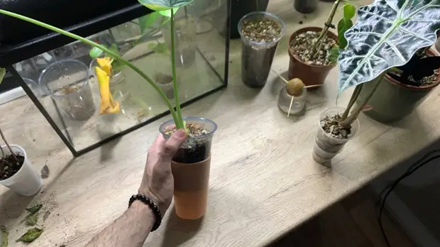 Свои растения больше не поливаю. Подруга-цветовод поделилась отличной хитростью за 90 рублей